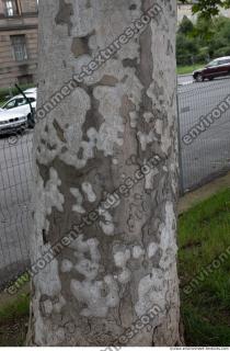 wood tree bark 0007